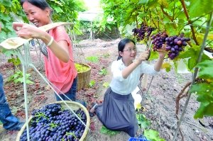 女大学生种葡萄