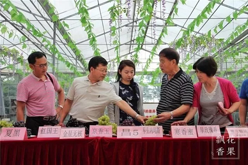 马陆葡萄主题公园