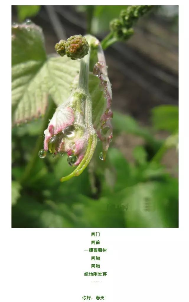 马陆葡萄发芽