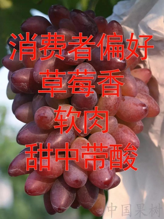 我国消费者对鲜食葡萄的需求特征与偏好