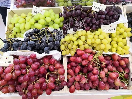 我国消费者对鲜食葡萄的需求特征与偏好
