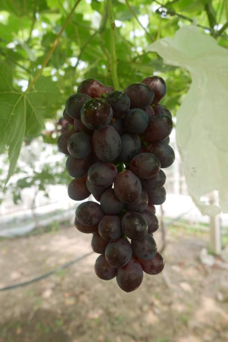  夏黑葡萄为什么没有籽?是转基因吗?