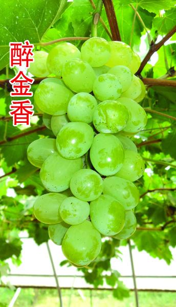 醉金香葡萄糖度