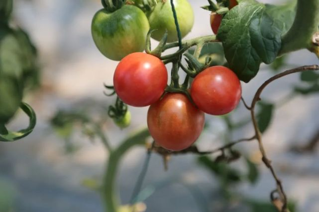 黄渡番茄多少钱一斤