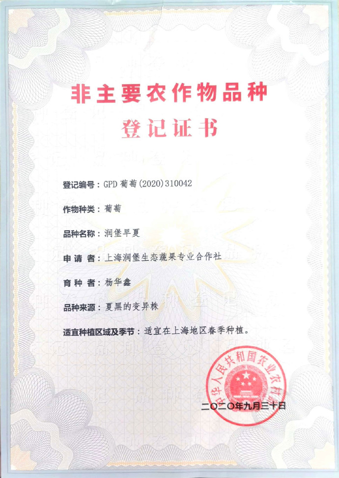 润堡早夏葡萄新品种简介