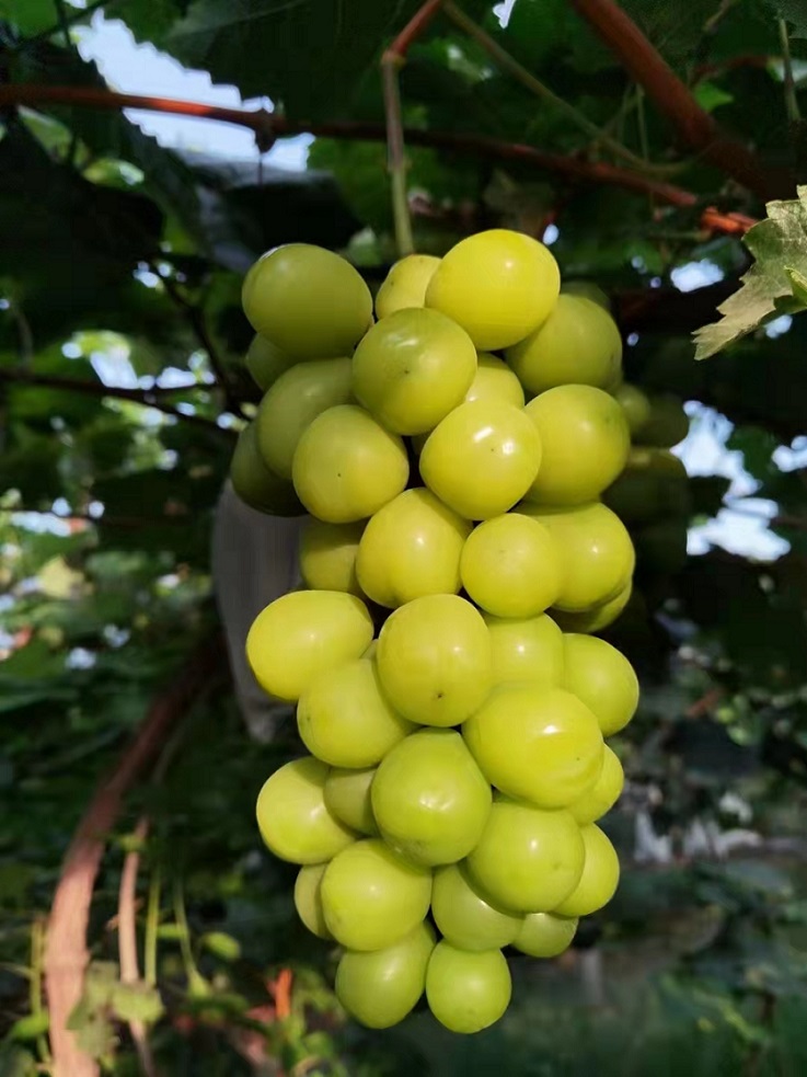 上海晴王葡萄上市时间