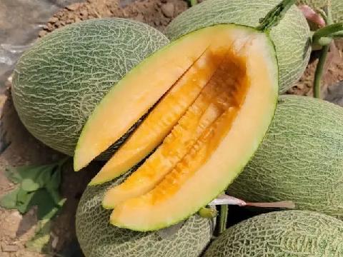 網(wǎng)上如何買正宗新疆哈密瓜