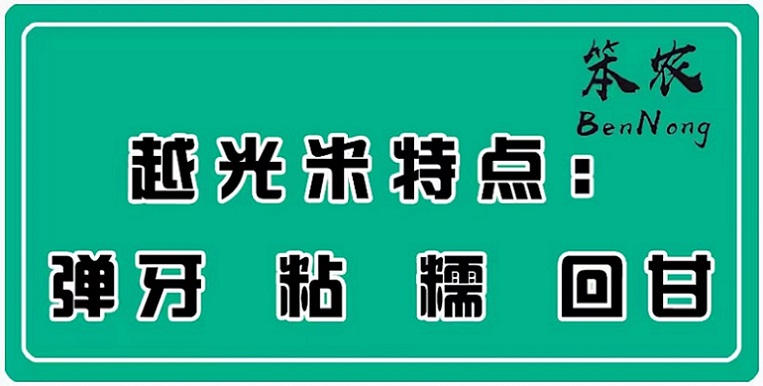 笨农越光米