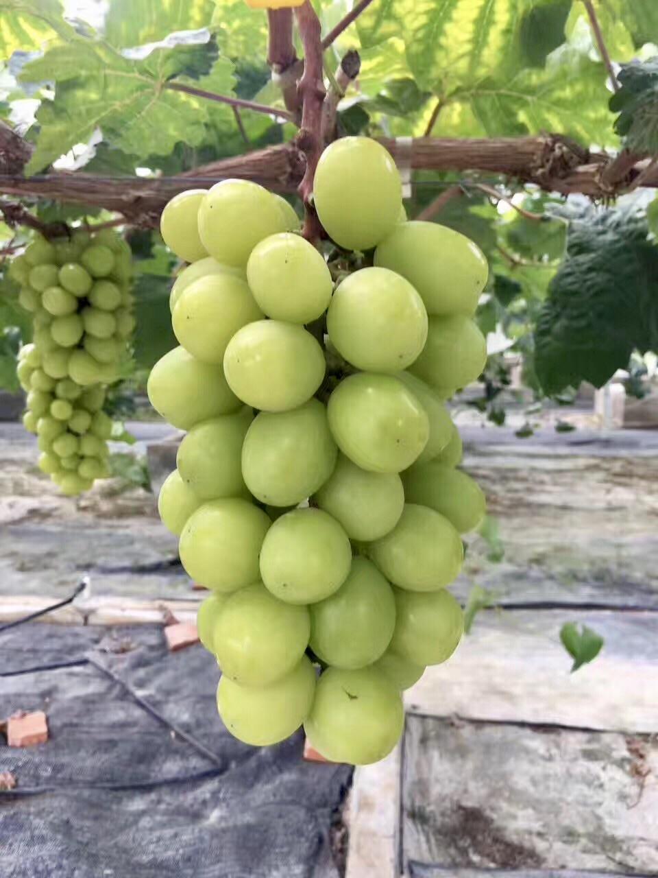 马陆最贵的葡萄