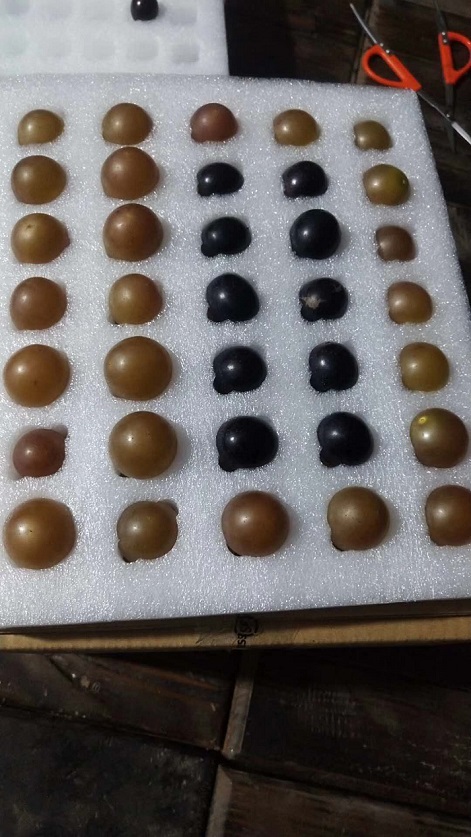 马斯卡丁葡萄好吃吗马斯卡丁葡萄长什么样