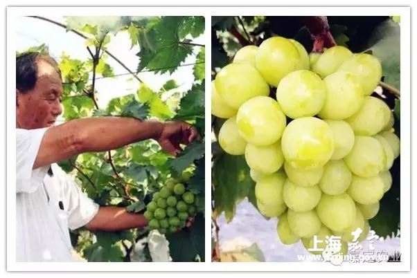 金香一号葡萄简介介绍