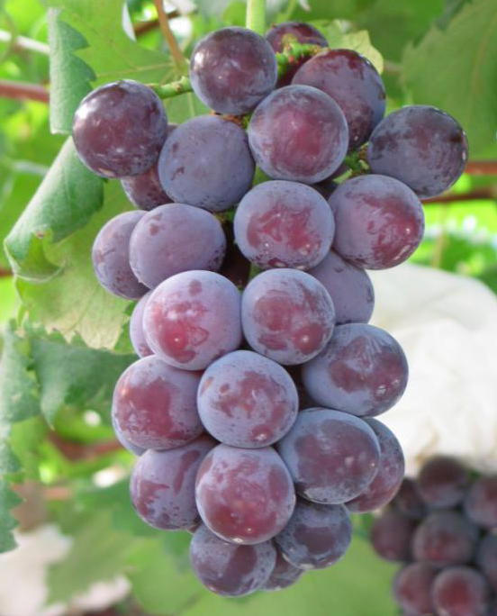 马陆葡萄一般多少钱一斤